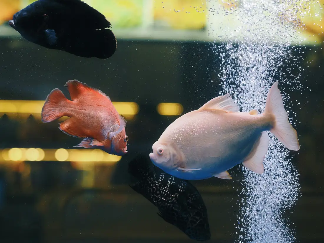 Fish swimming beside a column of fine air bubbles