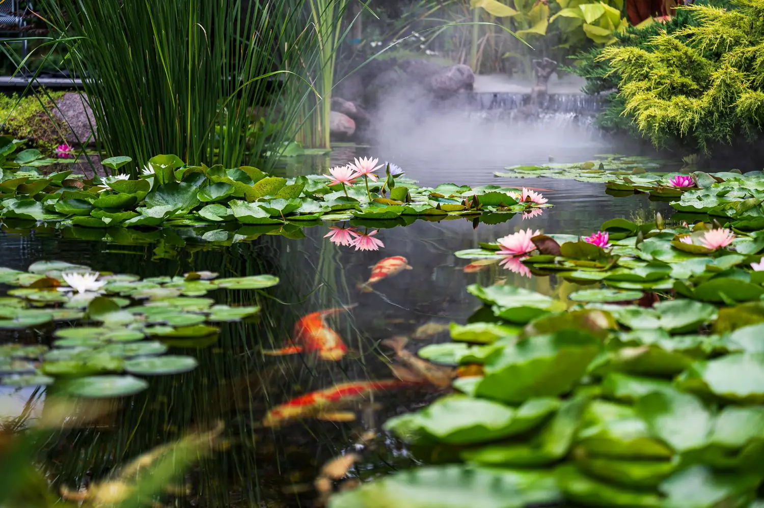 Koi pond with water lilies and a misty waterfall