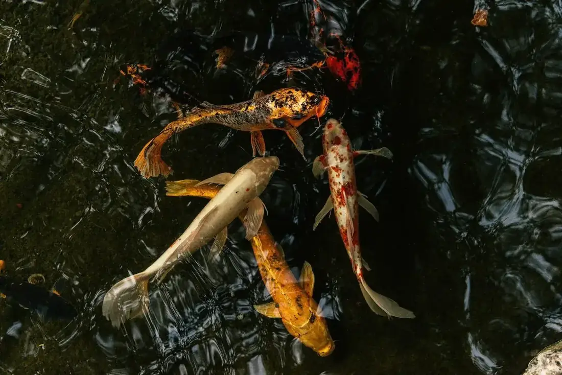 Koi swimming in a pond